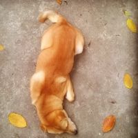 Khanh Linh Tran's Photo