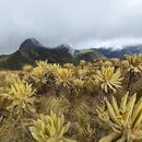 Parque Natural Nacional Colombia's picture