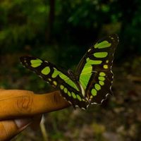 Diego Carrillo's Photo