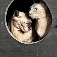 Robin Nault的照片