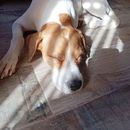 dog walking at Playa animal Rescue's picture