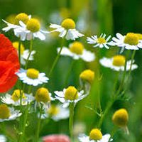 Fotos de Family Sammut