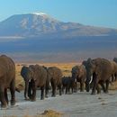 Amboseli Safari 21-23rd February 2025's picture