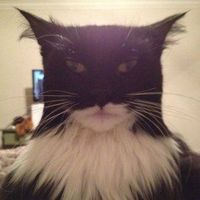 Photos de Max Muster