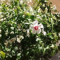 Ibisco Bianco的照片