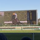 Watching Horse Races At Nakayama Racecourse's picture