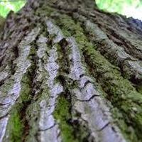 Zdjęcia użytkownika Kôra Stromová