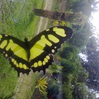 Júlia Pimenta's Photo