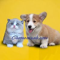 Chomeocanh Com's Photo