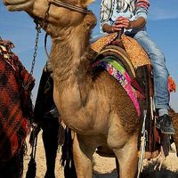 Zaki Khanji的照片