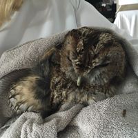 Pierre-Simon Samyn的照片