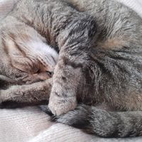 Fotos von Sollen Simon