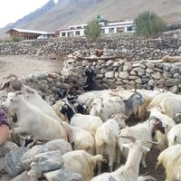 Albert Walker的照片