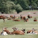 Free Walk from Kingston to Richmond's picture