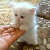 Prince Edward's Photo