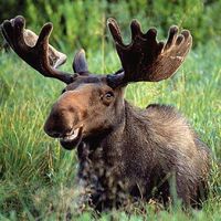Moose Head's Photo