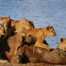 Kruger roadtrip from Joburg's picture