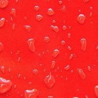 Leonardo Tagliavini's Photo