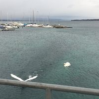 Maisoun Amal's Photo