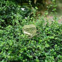 Marc Anthony Astudillo的照片