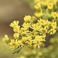 Adrian Dürr的照片