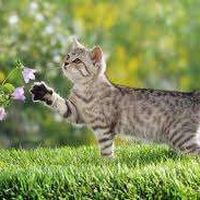 arun Ghoshal's Photo