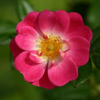 Fotos de Elsa  Chevallier