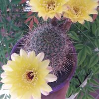 Cecilia Carrizo's Photo