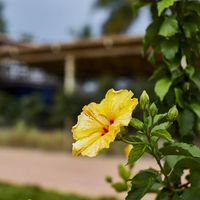 Chandu Yadav's Photo