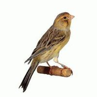 Maurizio Esposito的照片