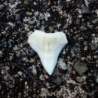 Dana Maestri's Photo