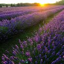 Lavender days's picture