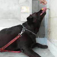 Enzo Menezes's Photo