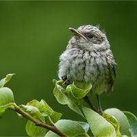 Mun Oriya Loka Unglaublich的照片