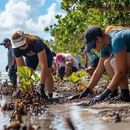 Foto de Mangrove Reforestation 