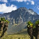 Hiking Rwenzori Mountain's picture