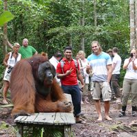 Alvin Tanjung Puting的照片