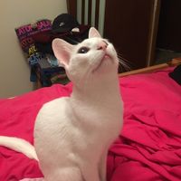 Fotos de Eniko Petho