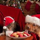 International Vegetarian Christmas Dinner's picture