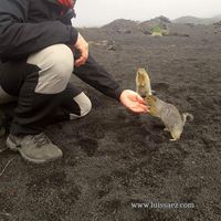 Luis Saez Gomez's Photo