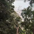 Bilder von Elevated Forest Walkway At Malabar Hills