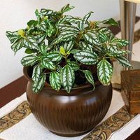 AICHA BENDOUINA's Photo