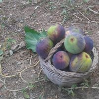 Mouloud Ikhlef's Photo