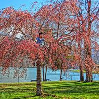 Haricot Momo的照片