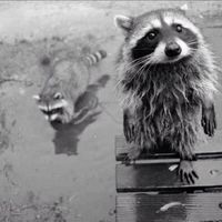 Fotos de Robert S####z