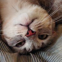 Leila Abdullayeva's Photo