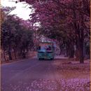 Bengaluru Blooms 's picture