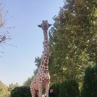 Shaghayegh Sh's Photo