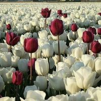 Khan  Sajjad的照片