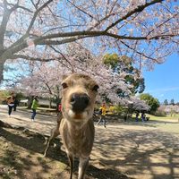 Rié Alakané的照片